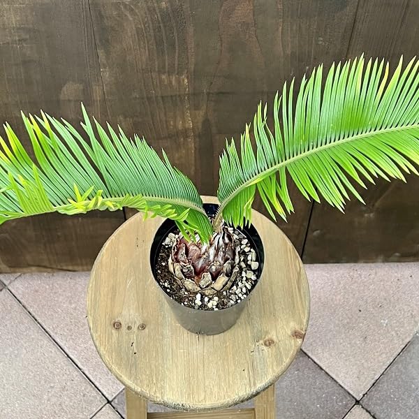ソテツ(蘇鉄・そてつ)  金環 10号鉢 Cycas revoluta ソテツ(蘇鉄・そてつ) 金環 10号鉢 Cycas revoluta